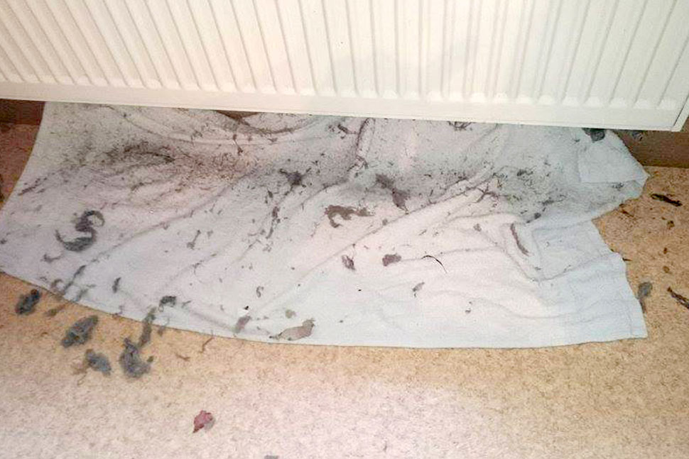 Heizkörperreinigung